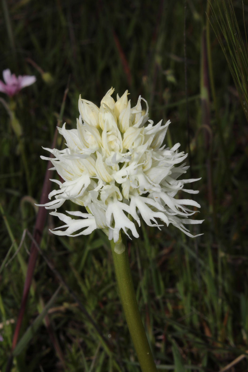 Orchidee dal promontorio del Gargano